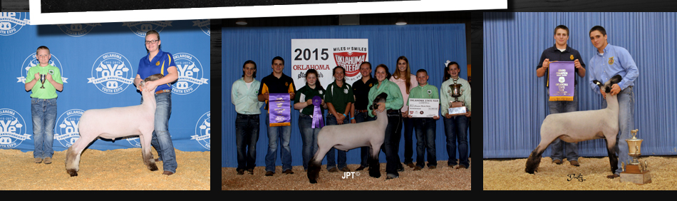 Rowe Club Lambs