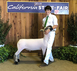 RoweClub Lambs Winners