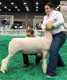 RoweClub Lambs Winners